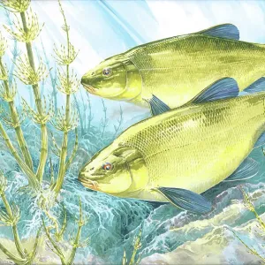 Northern Pike Print, Esox lucius, 1865. Art Prints, Posters