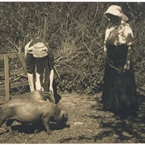 Tending Pigs, 1900