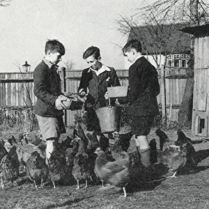 Tennal Approved School, Birmingham - Feeding Hens