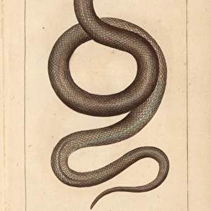 Tentacled snake, Erpeton tentaculatum