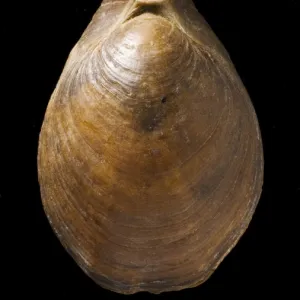 Terebratula, a fossil brachiopod