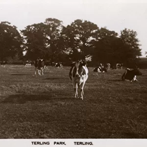 Terling, Essex, Terling Park - Terling Place