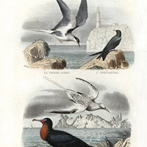 Tern, black tern, great frigatebird and white-tailed