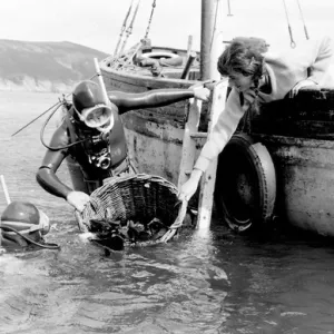 Tessyman family, seaweed farmers, Dartmouth, Devon