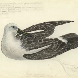 Thalassarche chlororhynchos, yellow-nosed albatross