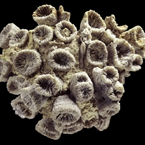 Thecosmilia trichotoma, a fossil coral