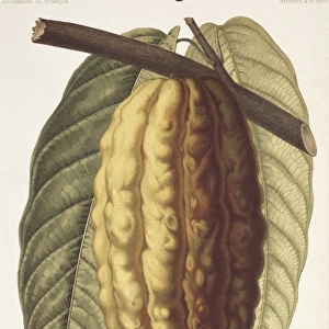 Theobroma cacao, cocoa