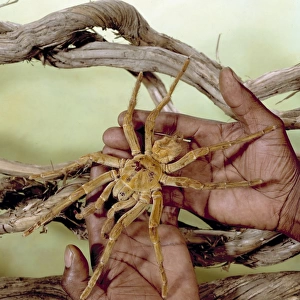 Theraphosa leblondi, goliath tarantula