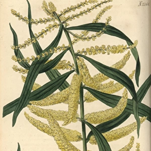 Thick spiked long-leaved acacia, Acacia longifolia