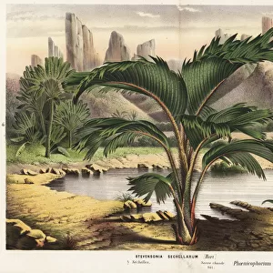 Thief palm, Phoenicophorium borsigianum