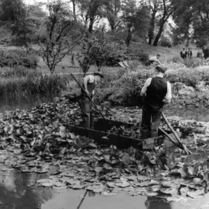 Thinning Water Lilies