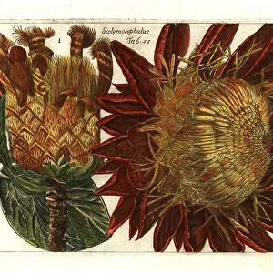Thistle protea, Protea scolymocephala