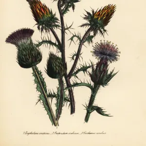 Thistle species