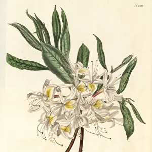Thomsons white-flowered pontick azalea, Rhododendron luteum