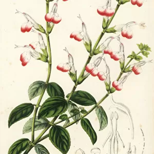 Three-colored sage, Salvia tricolor