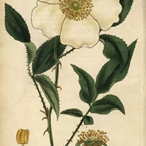 Three-leaved Chinese rose, Rosa sinica