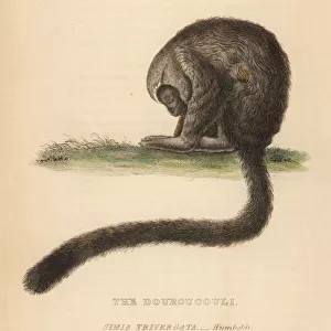 Three-striped night monkey, Aotus trivirgatus