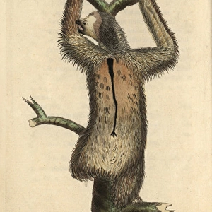 Three-toed sloth or pale-throated sloth, Bradypus