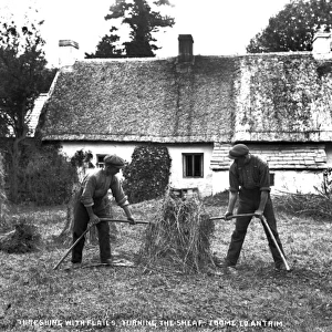 Threshing With Flails, Turning the Sheaf, Toome, Co Antrim