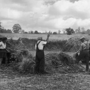 Threshing Straw