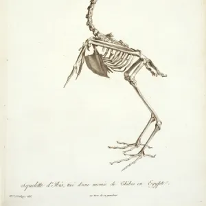 Threskiornis aethiopicus, sacred ibis skeleton