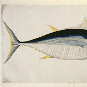 Thunnus albercares, yellowfin tuna