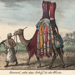 Tibbo man with musket leading a camel laden