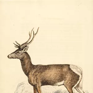 Tibetan red deer, Cervus canadensis wallichi. Endangered