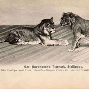 Tierpark Hagenbeck - Cross-bred Lion-Tigers
