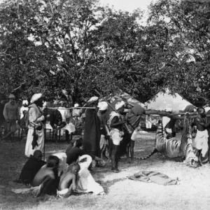 Big game hunting, tiger hunt in India a series Our beautiful Wall Art