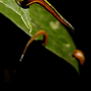 Tiger Leeches / Painted Leech on leaves of low