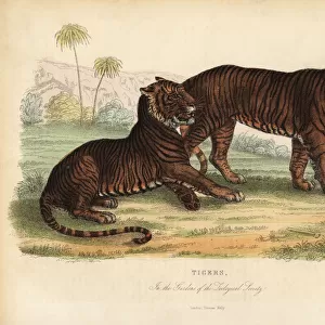 Tiger, Panthera tigris, endangered