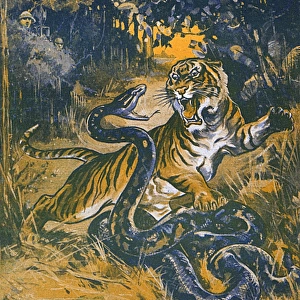 Tiger and snake fight in the jungle