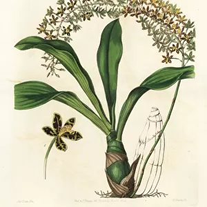 Tiger-spotted letter-leaf orchid, Grammatophyllum