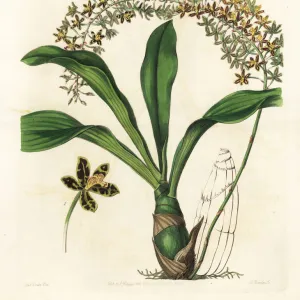 Tiger-spotted letter-leaf orchid, Grammatophyllum