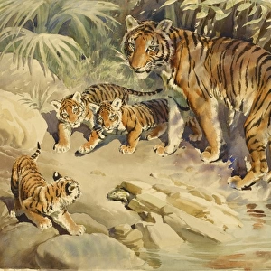Tigress and cubs
