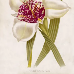 Tigridia Pavonia Alba