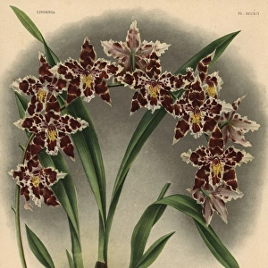 Tigrinum variety of Odontoglossum Adrianae hybrid orchid
