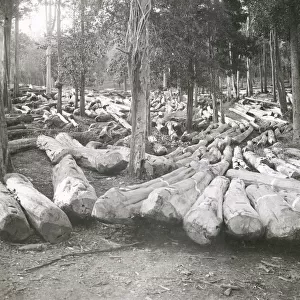 Timber logging forestry in Burma c. early 20th century