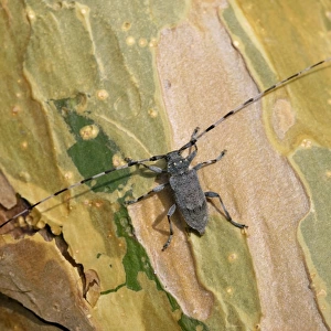 A Timberman beetle / Longhorn beetle, adult