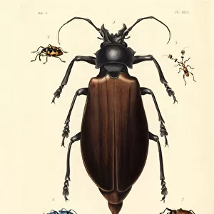 Titan and other exotic beetles