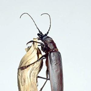 Titanus giganteus L. titan beetle