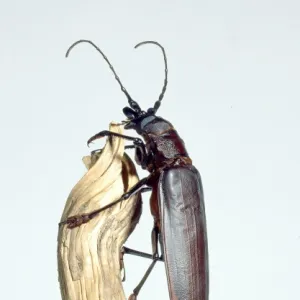 Titanus giganteus L. titan beetle