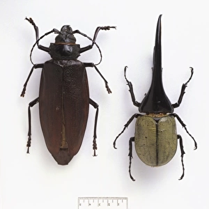 Titanus giganteus (left), Dynastes hercules (right)