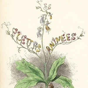 Title page illustration with flower fairies