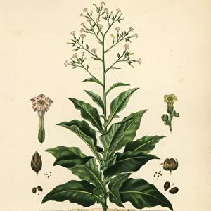 Tobacco plant, Nicotiana tabacum