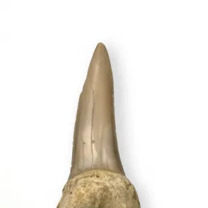 Tonguestone (sharks tooth)