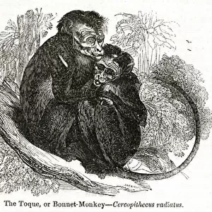 Toque or Bonnet Monkey (Cercopithecus radiatus)