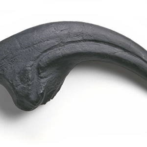 Torvosaurus claw