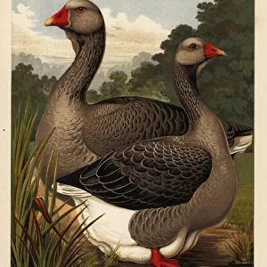 Toulouse geese with dewlap, cock and hen